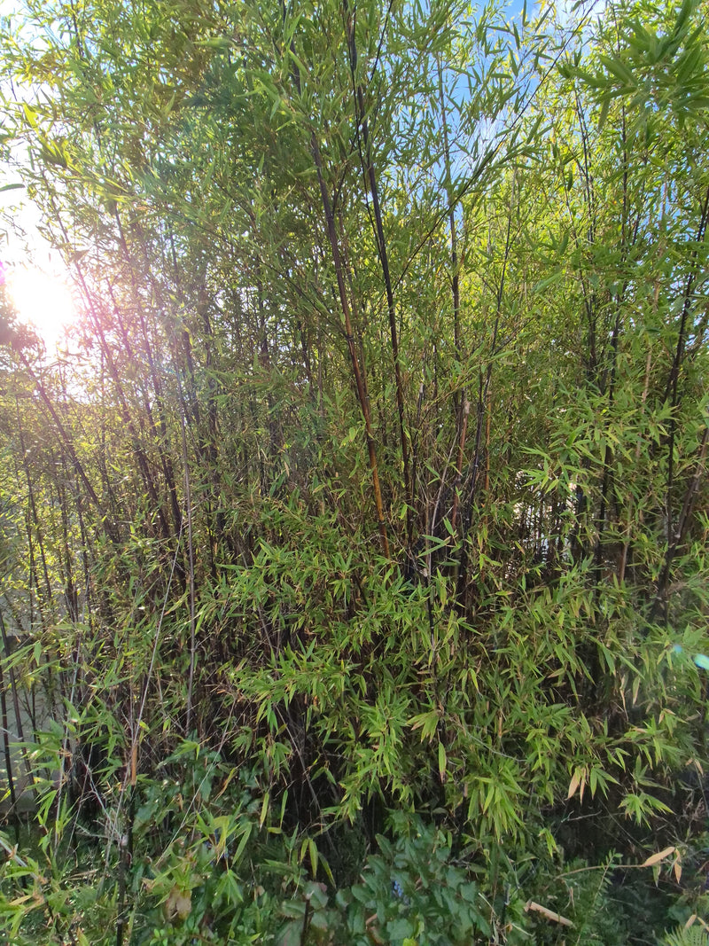Flachrohrbambus — Bild 3