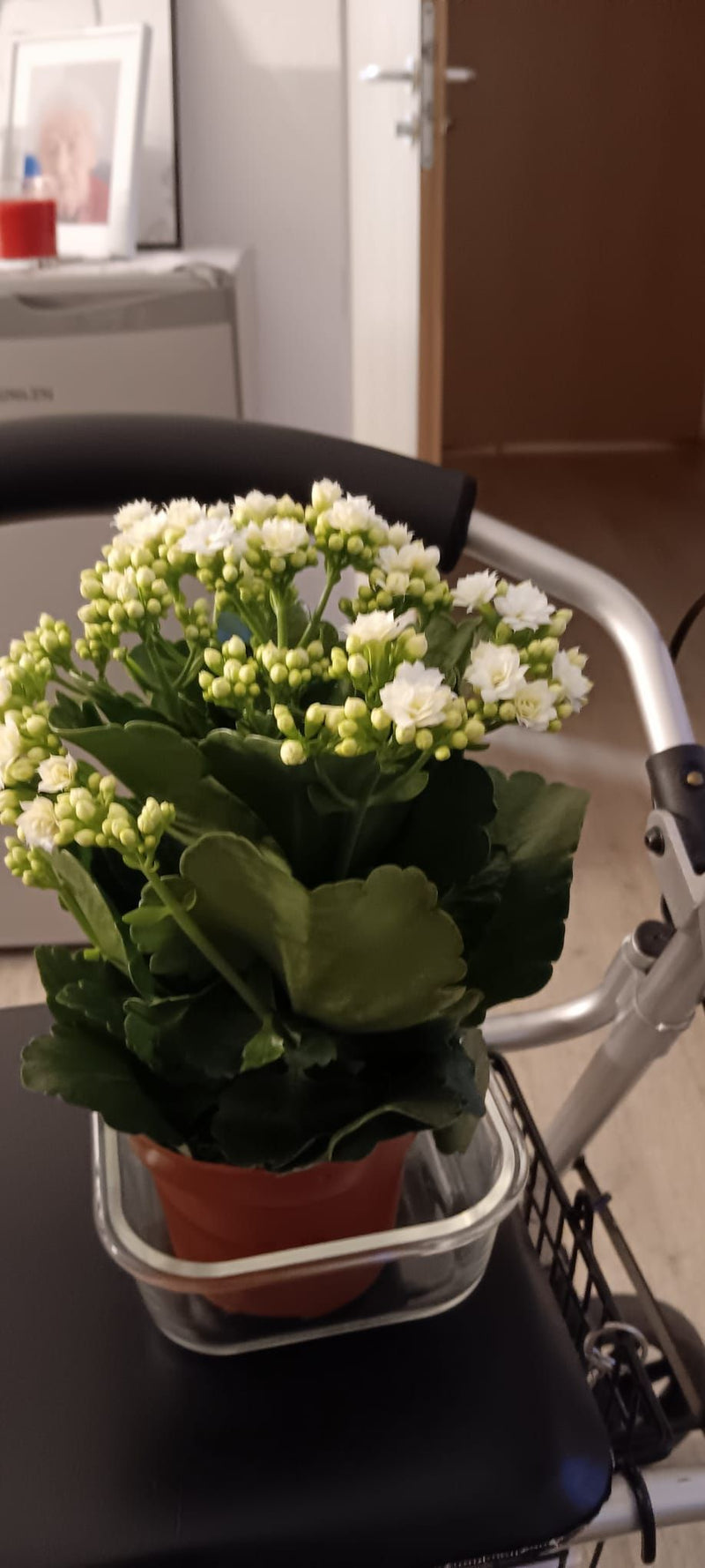 Flammendes Kaethchen — Bild 4