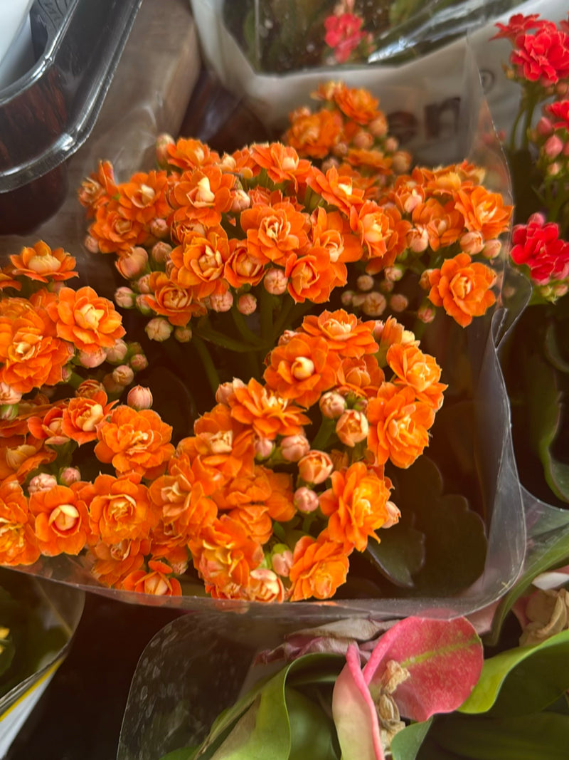 Flammendes Kaethchen — Bild 5