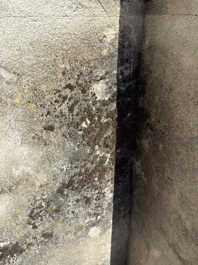 Flechten (allgemein) — Bild 3