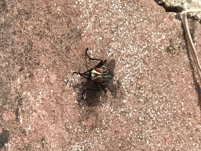 Eine Fleischfliege sitzt auf einem rötlichen Stein und zeigt ihre typische Zeichnung. Die Draufsicht zeigt das Insekt in ruhiger Haltung.