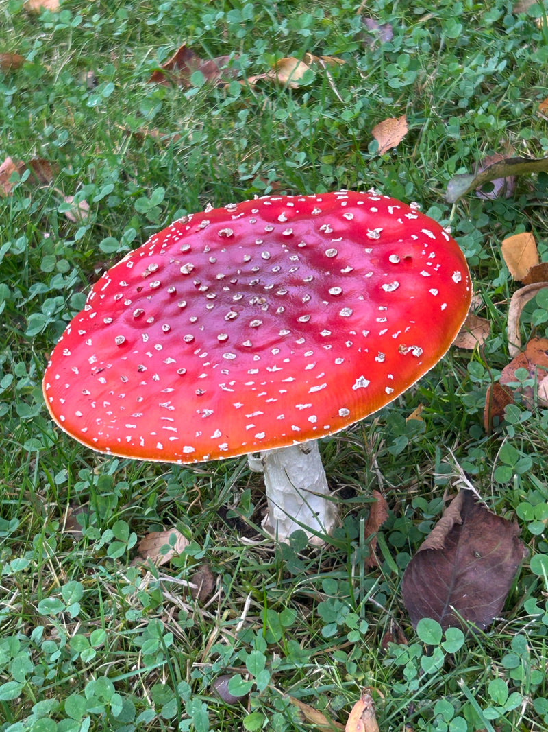 Ein ausgewachsener Fliegenpilz mit leuchtend rotem, weiß gepunktetem Hut wächst auf einer Rasenfläche zwischen Klee und herabgefallenem Laub.