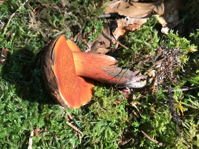 Flockenstieliger Hexenröhrling — Bild 2 von 14