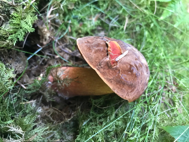Flockenstieliger Hexenröhrling — Bild 5 von 14