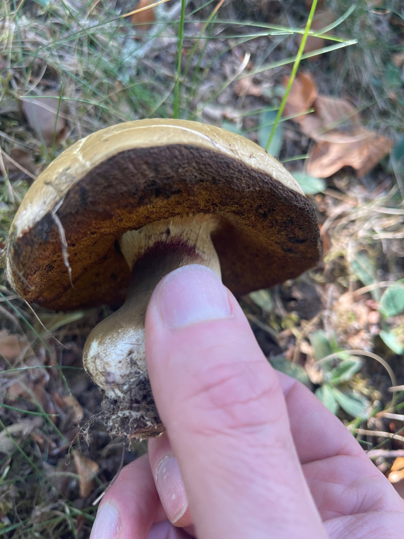 Flockenstieliger Hexenröhrling — Bild 1