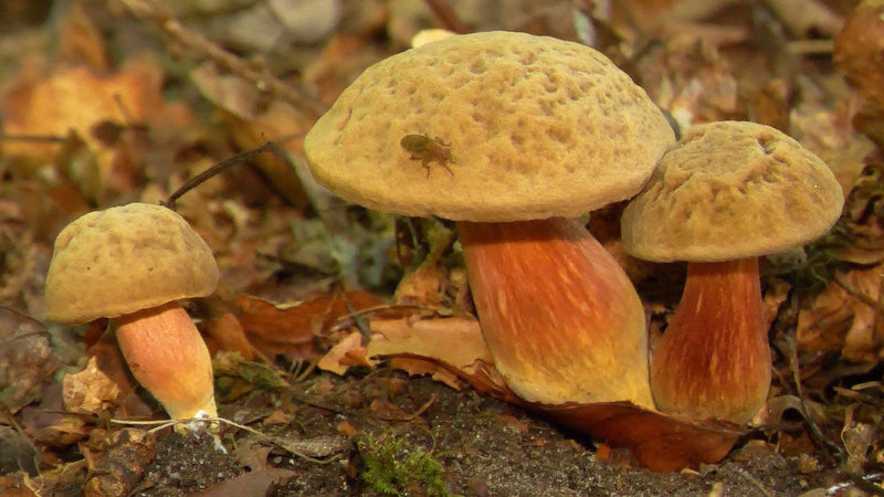 Drei Fruchtkörper des Flockenstieligen Hexenröhrlings wachsen auf dem von trockenem Laub bedeckten Waldboden. Auf dem Hut des mittleren Pilzes sitzt ein klei...