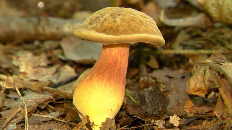 Ein einzelner Flockenstieliger Hexenröhrling wächst auf von Laub bedecktem Waldboden in Seitenansicht.