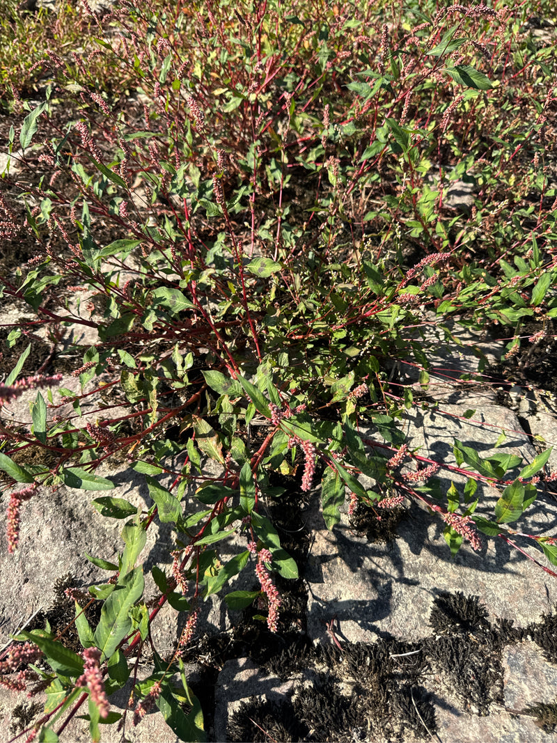 Ein blühender Floh-Knöterich breitet sich mit rötlichen Stängeln und rosa Blütenständen auf felsigem Boden aus.