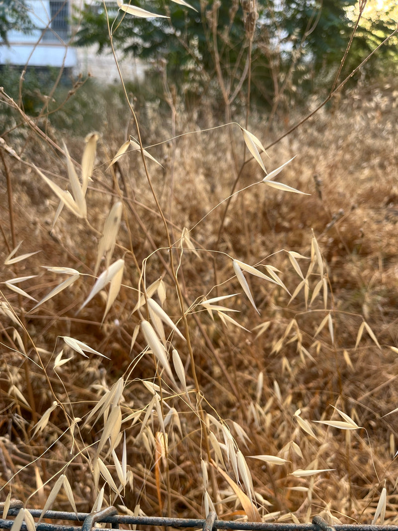Flughafer — Bild 1 von 1