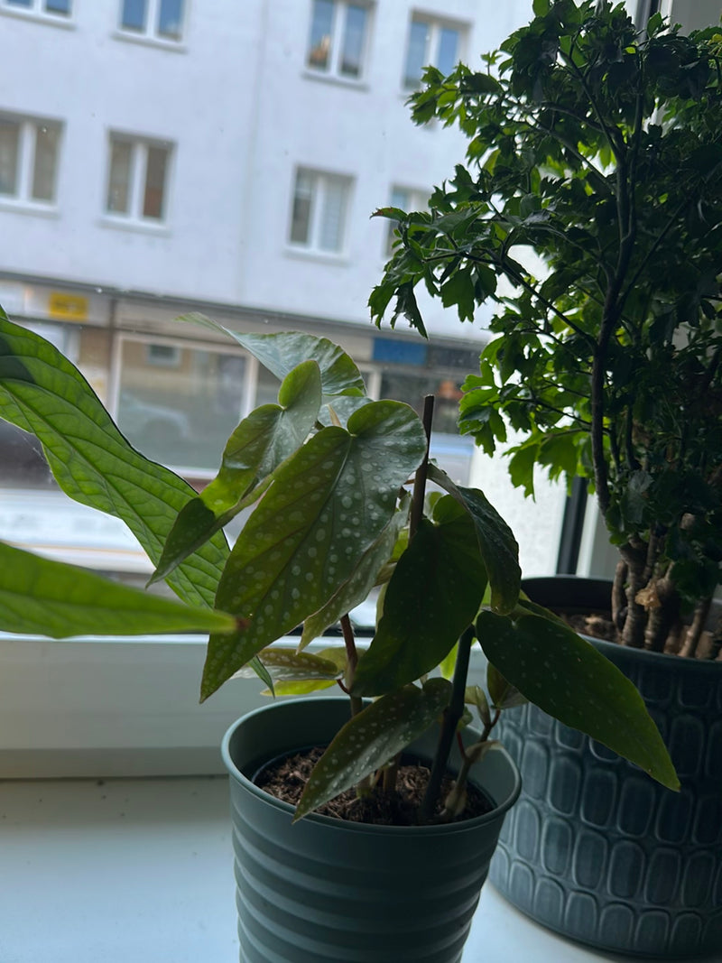 perlka dünger anwendung Dünger main image 1