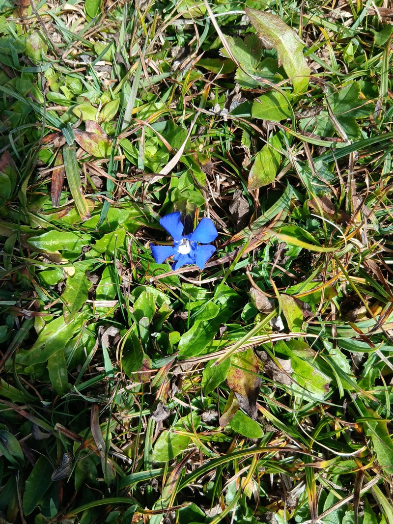 Eine geöffnete, intensiv blaue Blüte des Frühlings-Enzians wächst inmitten einer dichten Grasnarbe.