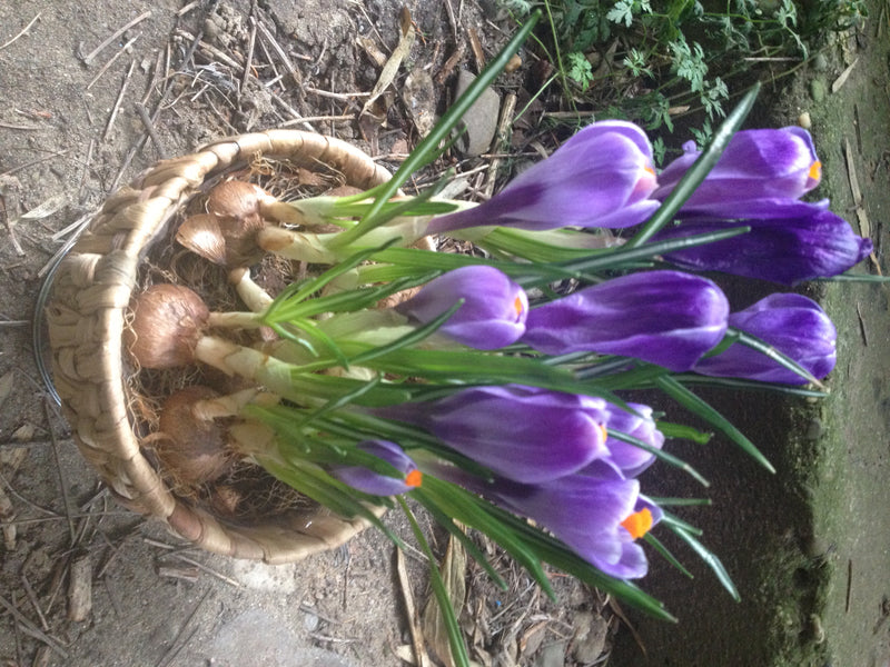 Frühlings-Krokus — Bild 1 von 10