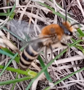 Frühlings-Seidenbiene (Colletes cunicularius), 09.09.2026