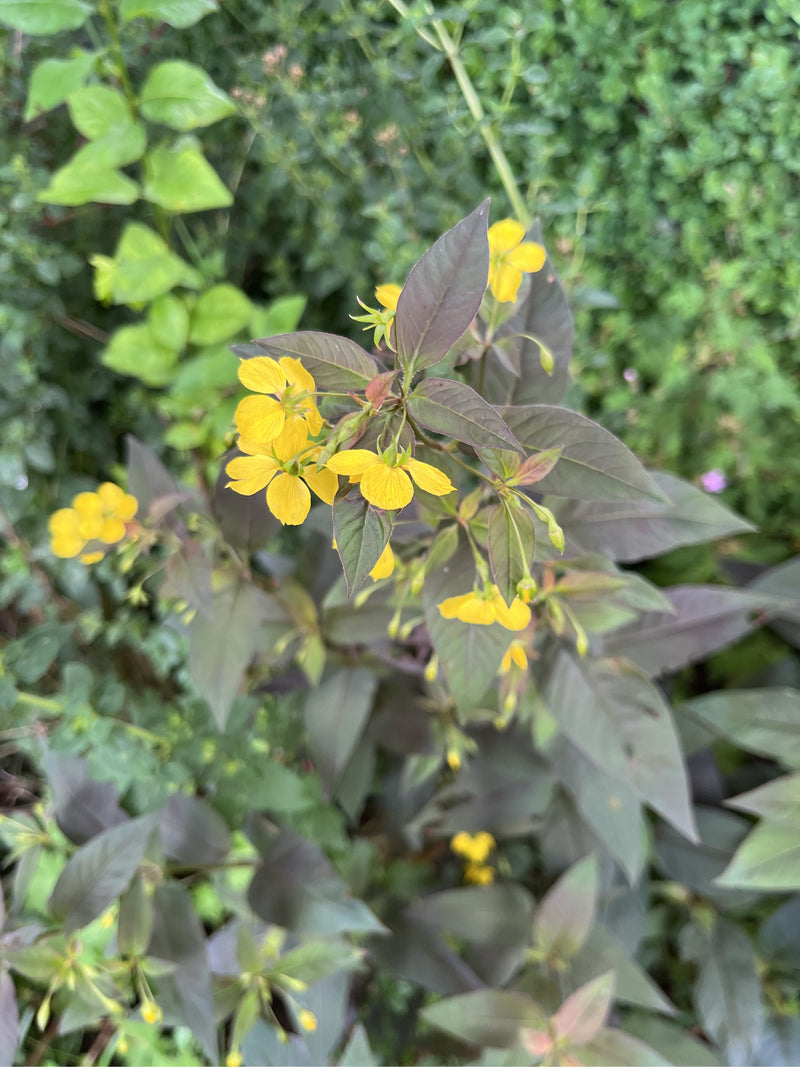 Fransen-Gilbweiderich (Sorte 'Firecracker') — Bild 1
