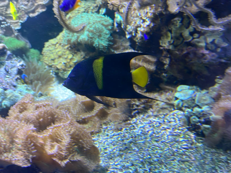 Französischer Kaiserfisch — Bild 1 von 1