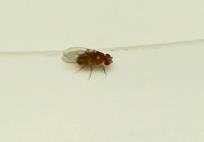 Fruchtfliege (Puppe) — Bild 2