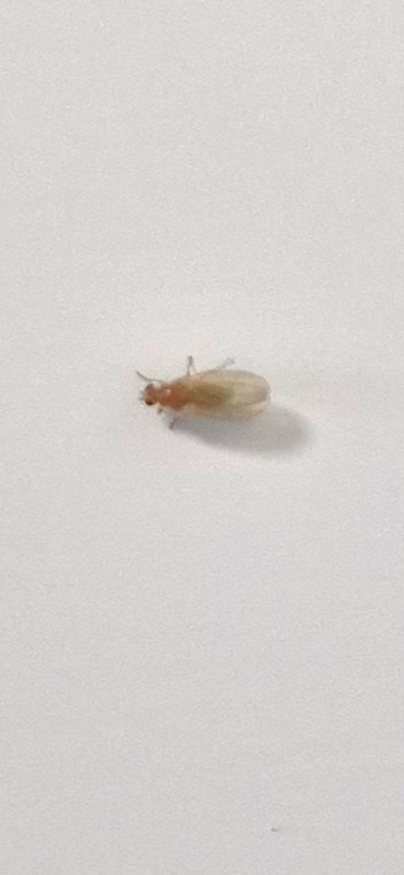 Fruchtfliege (Puppe) — Bild 3