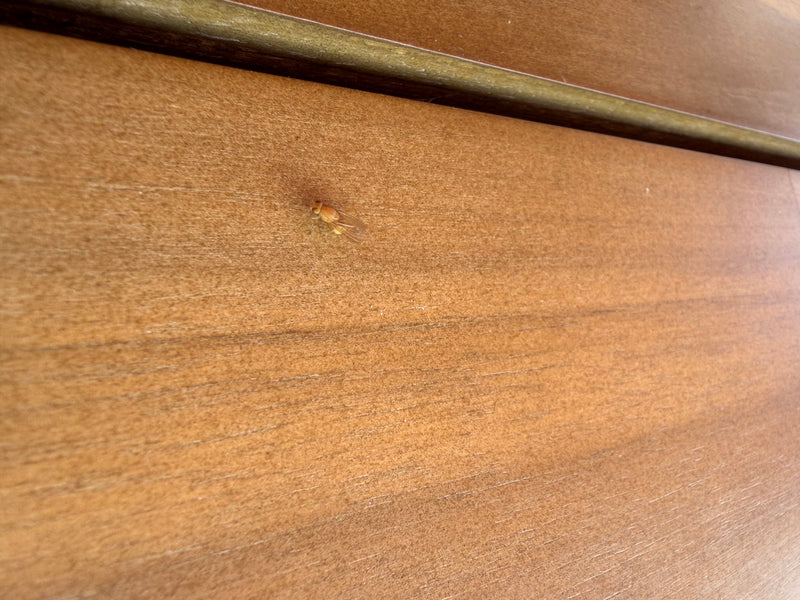 Fruchtfliege (Puppe) — Bild 1