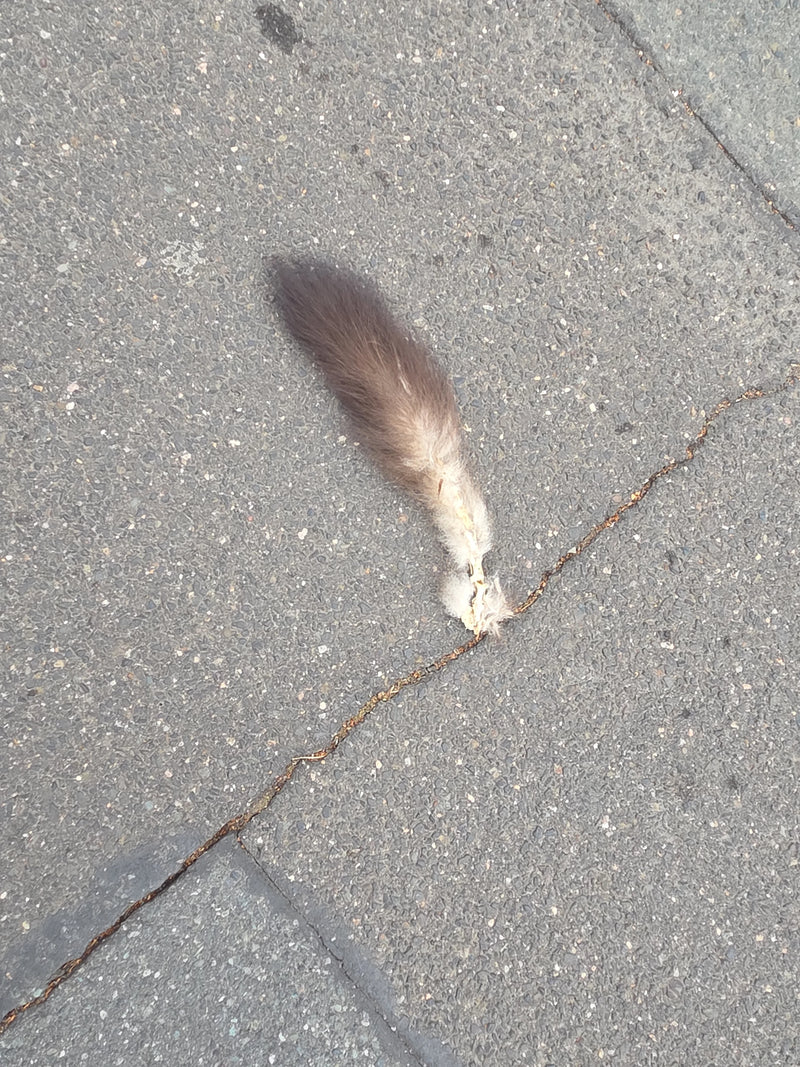 Fuchskusu — Bild 2 von 2