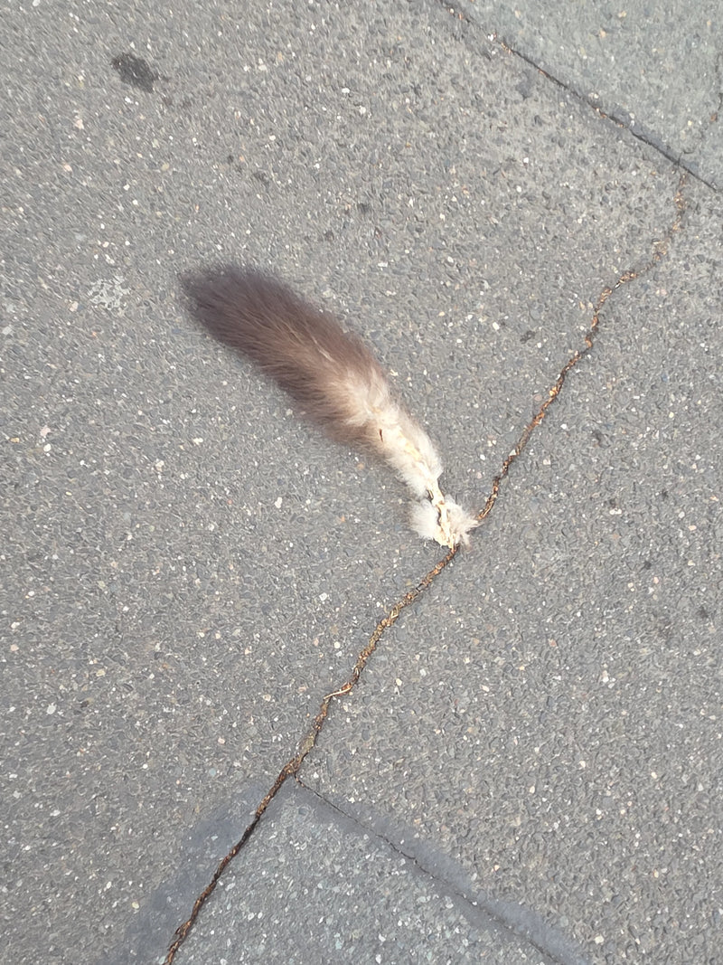 Fuchskusu — Bild 1 von 2
