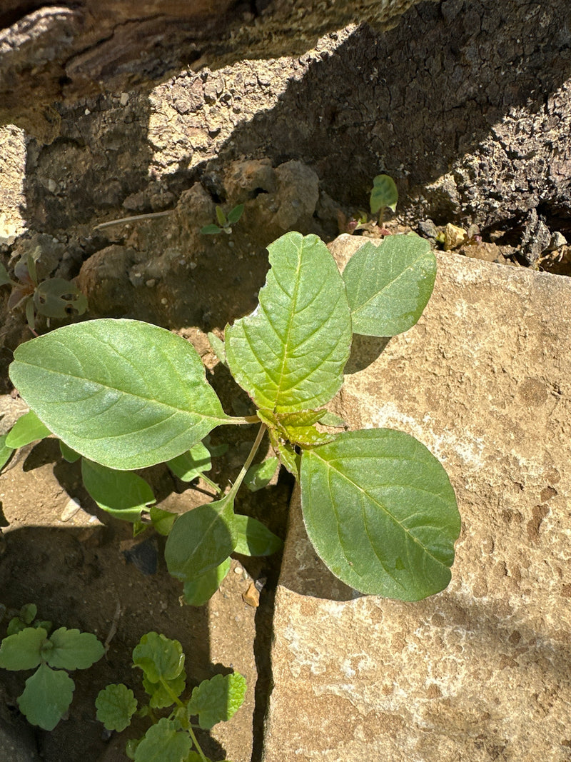 Fuchsschwanz (Amarant) — Bild 3