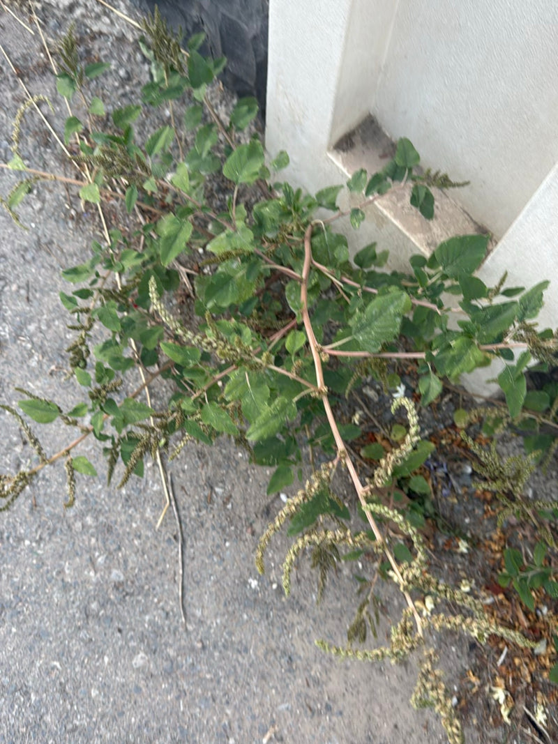 Fuchsschwanz (Amarant) — Bild 5