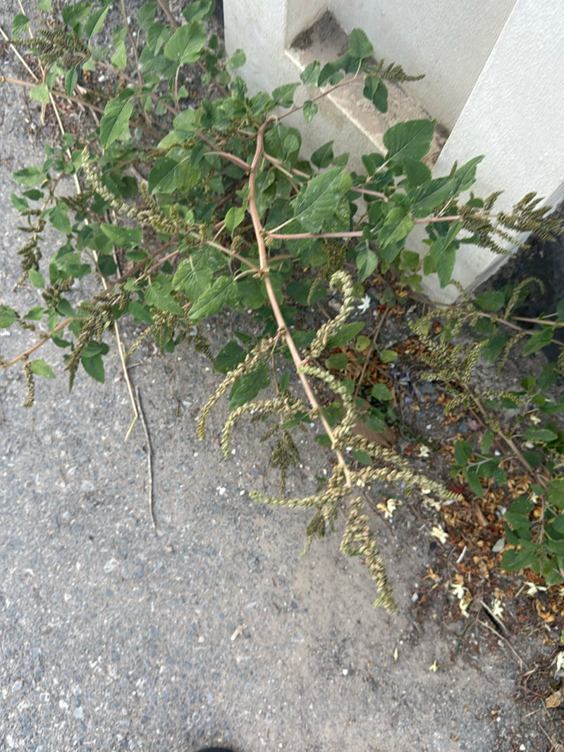Fuchsschwanz (Amarant) — Bild 4
