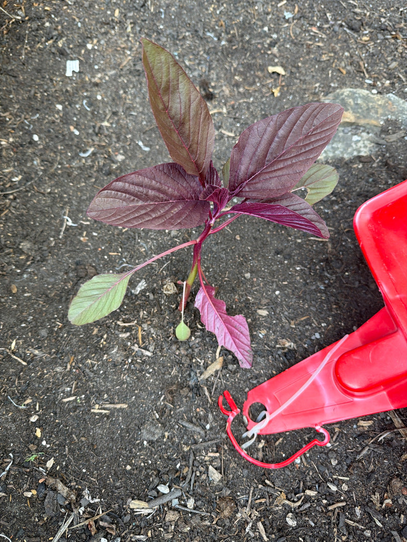 Fuchsschwanz (Amarant) — Bild 2