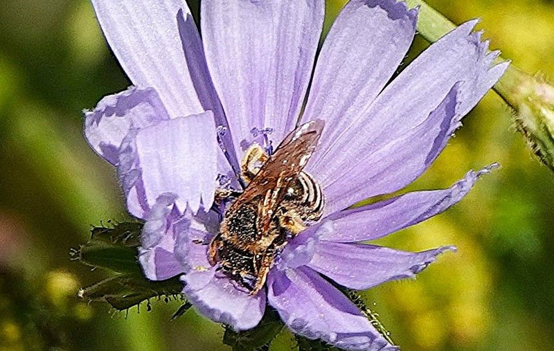 Furchenbienen — Bild 1