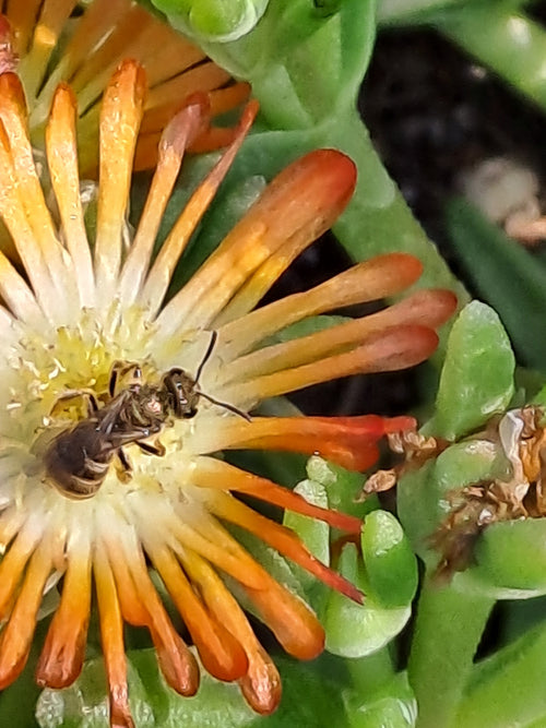 Furchenbienen (Halictus) — Püttlingen, 16.08.2026