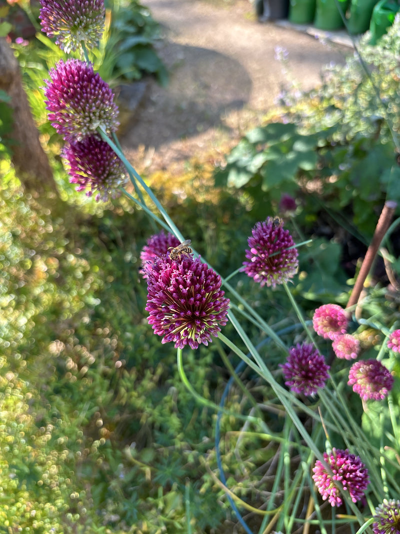 Furchenbiene — Bild 4