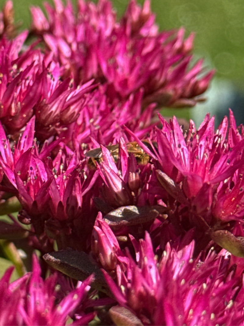 Furchenbienen — Bild 2