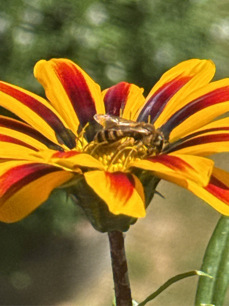 Furchenbienen — Bild 5