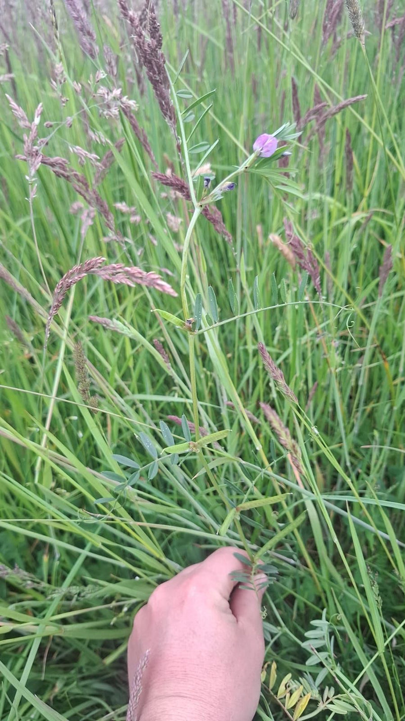 Auf dem Bild ist eine Futter-Wicke mit ihren typischen gefiederten Blättern, Ranken und einer rosa-violetten Blüte zu sehen. Sie wächst inmitten von hohem Gr...