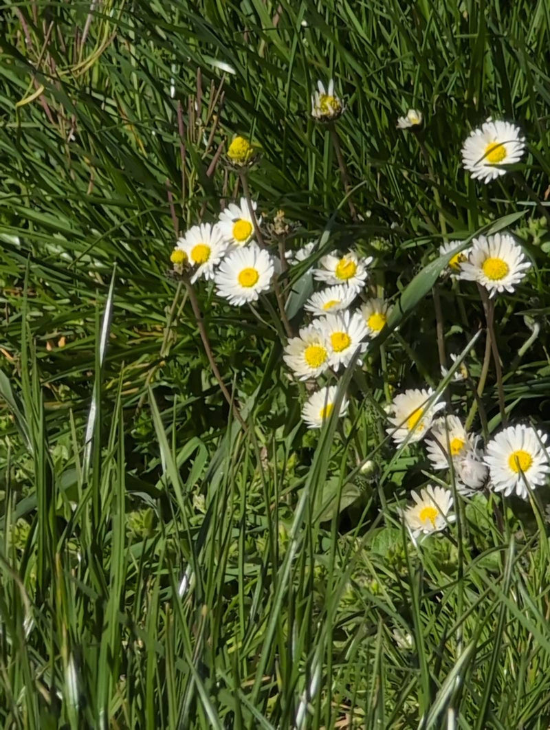 Tausendschoen — Bild 2