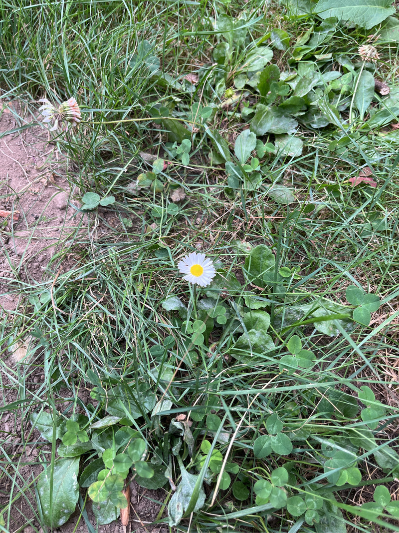 Tausendschoen — Bild 1