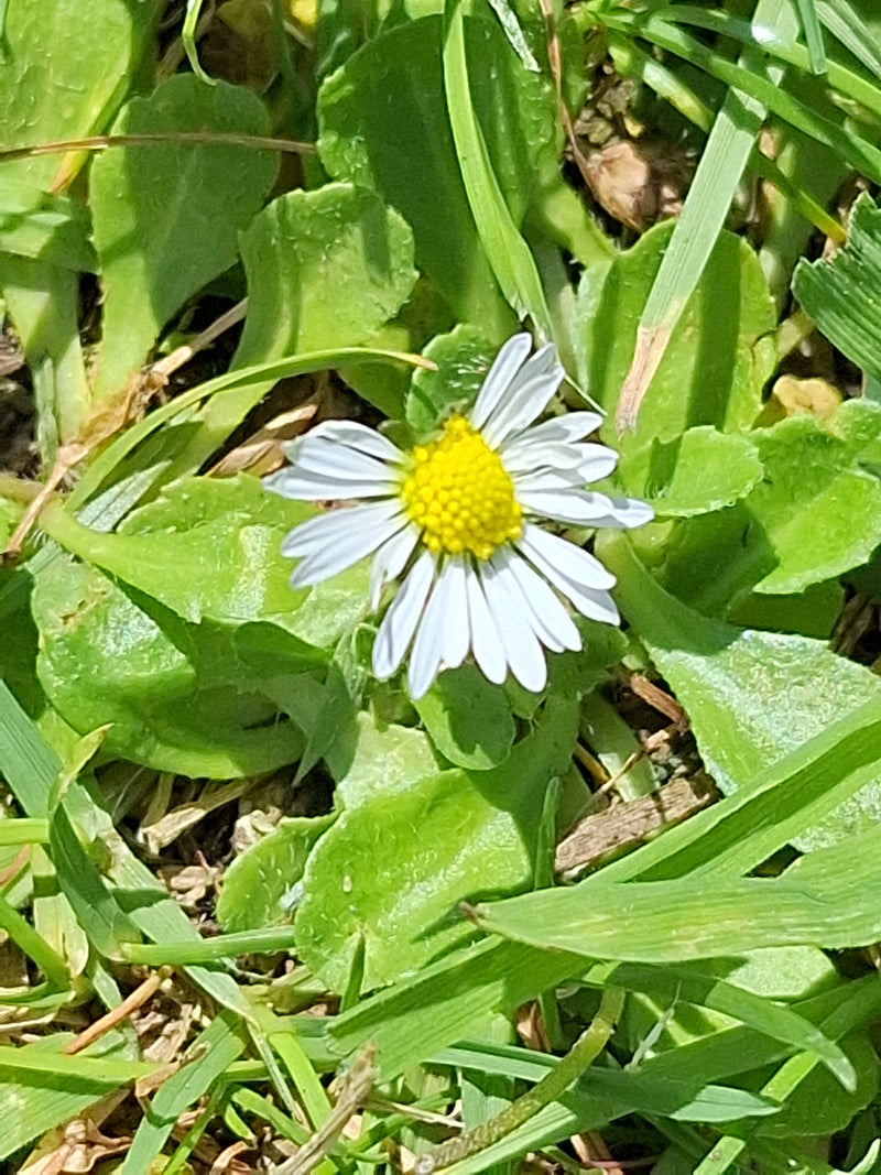 Tausendschoen — Bild 2