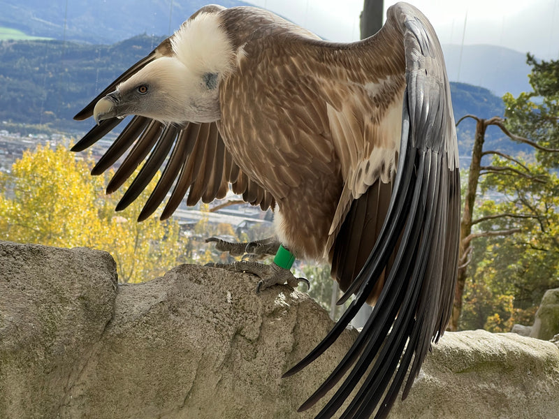 Gänsegeier — Bild 1