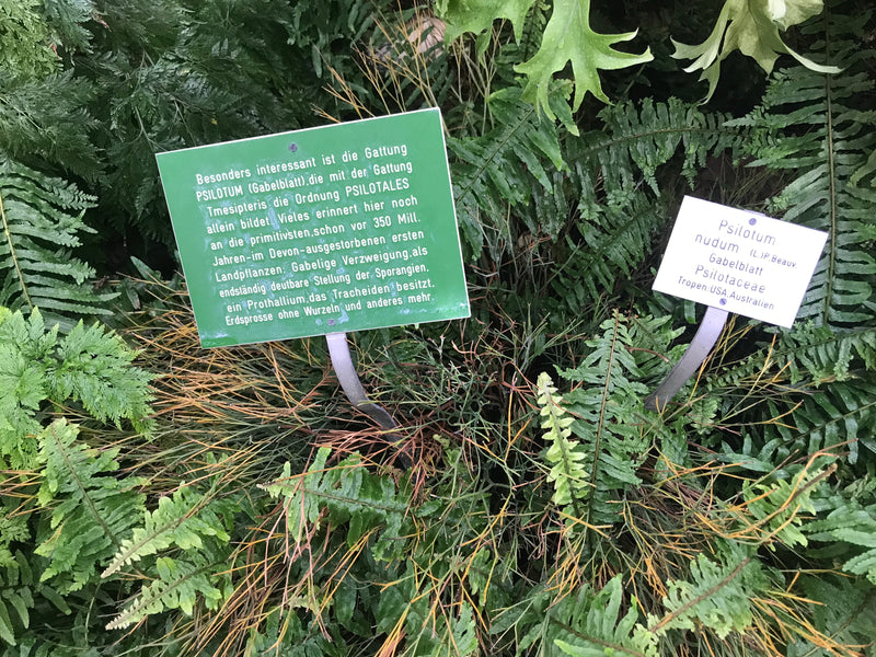 Gabelblatt — Bild 1 von 1