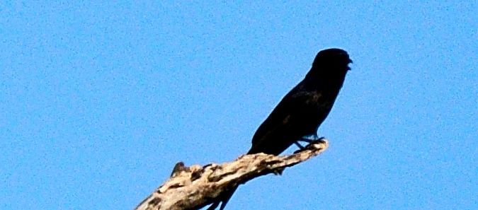 Gabelschwanzdrongo — Bild 2 von 2