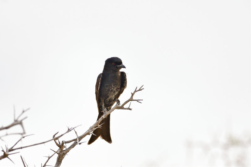 Ein Gabelschwanzdrongo sitzt auf einem dornigen, blattlosen Ast vor einem hellen Hintergrund. Der schwarze Vogel blickt seitlich mit auffällig rotem Auge.