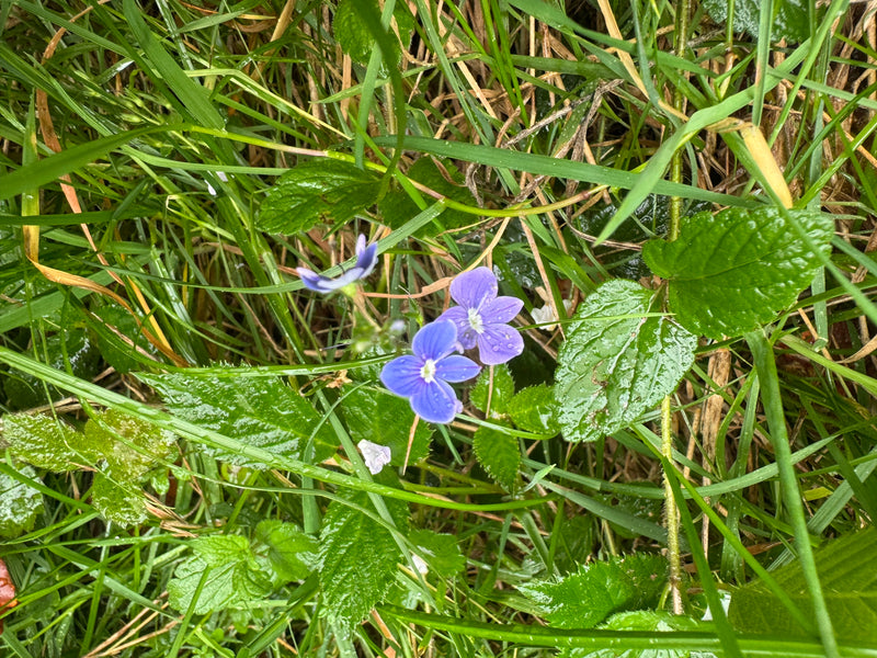 Zwei intensiv blaue Blüten des Gamander-Ehrenpreises mit weißem Schlund wachsen inmitten von feuchtem Gras und Laub.