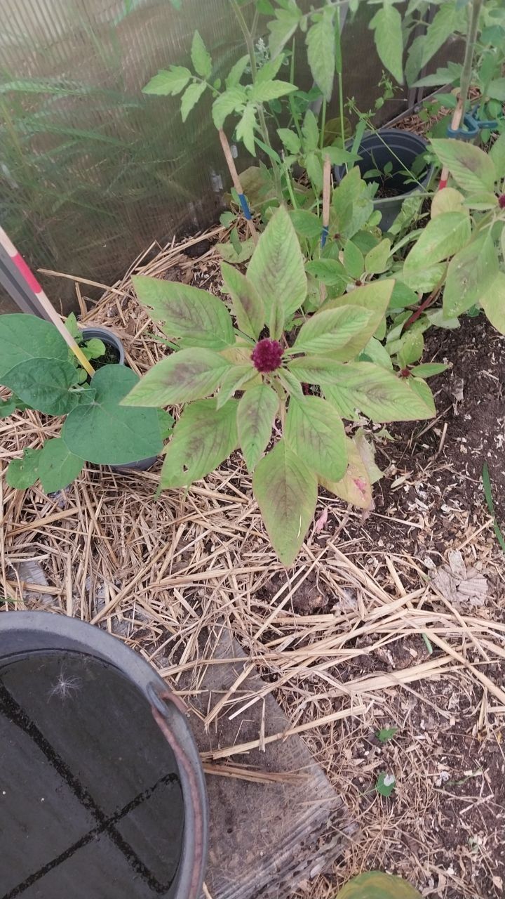 Garten-Amarant — Bild 3