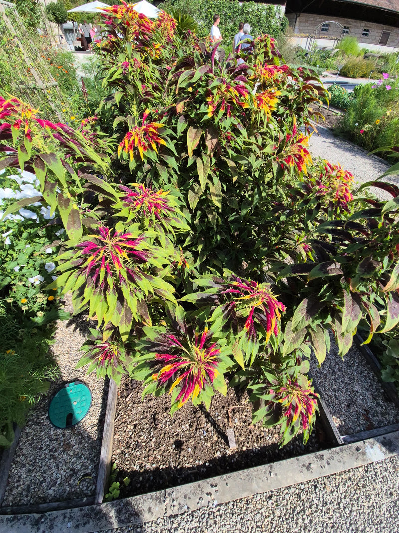 Garten-Amarant — Bild 1