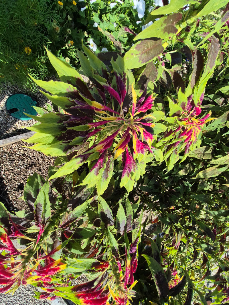 Garten-Amarant — Bild 2