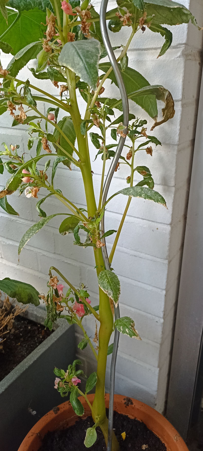 Eine Garten-Balsamine wächst an einer Metallstütze in einem Pflanztopf vor einer weißen Ziegelwand.