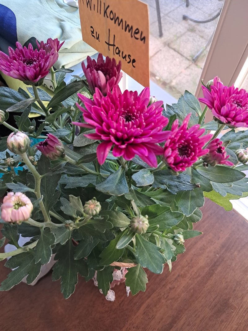 Garten-Chrysantheme — Bild 4