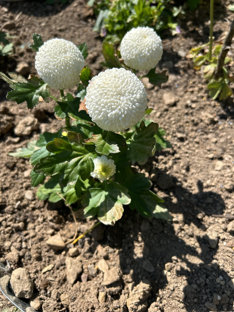 Garten-Chrysantheme — Bild 2