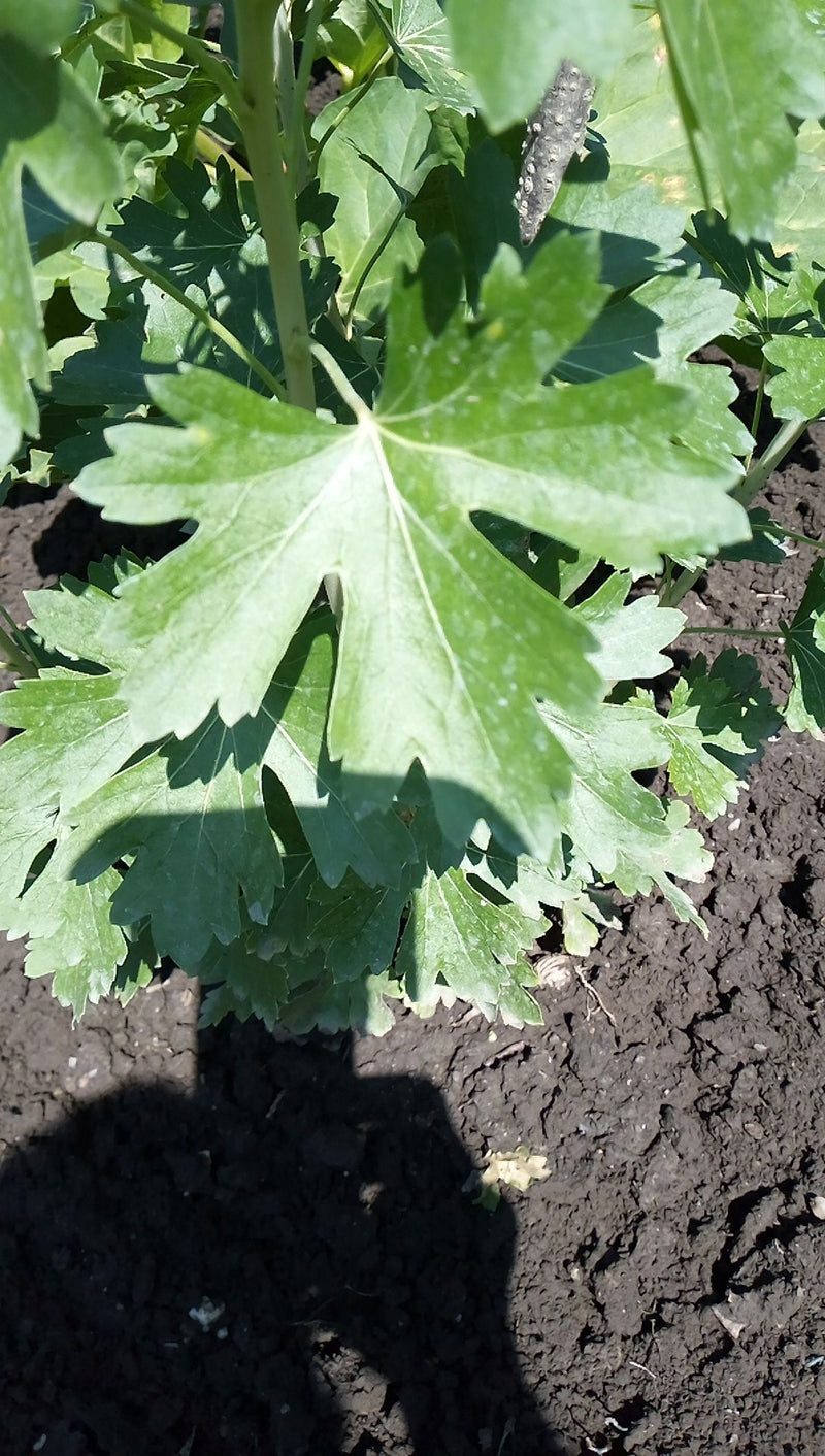 Garten-Chrysantheme — Bild 3