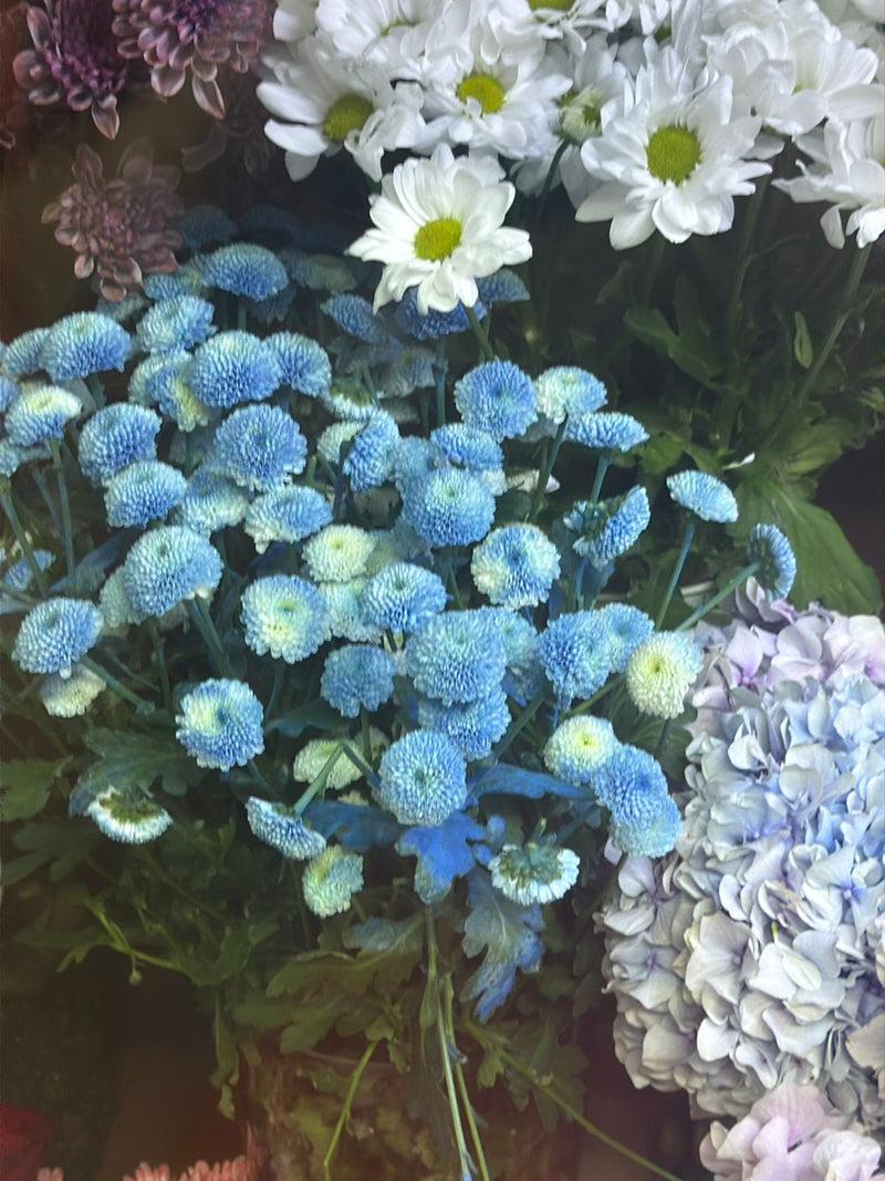 Garten-Chrysantheme — Bild 5